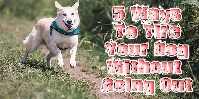 5 Ways to Tire Your Dog Without Going on a Walk